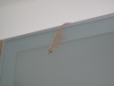 Rosie, micul nostru gecko